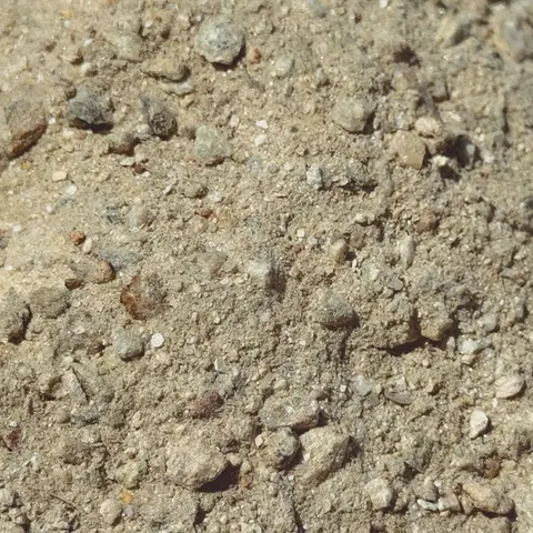 DG Gold